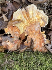 Laetiporus conifericola