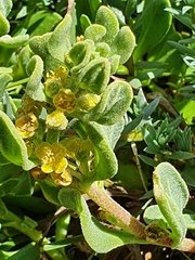Tetragonia decumbens