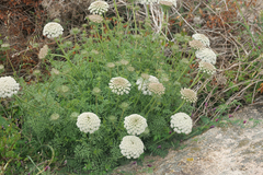 Daucus carota maximus