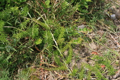 Asparagus aethiopicus