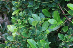 Chionanthus foveolatus