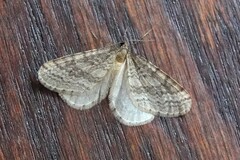 Operophtera bruceata