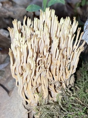Ramaria stricta