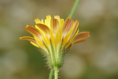 Hypochaeris achyrophorus