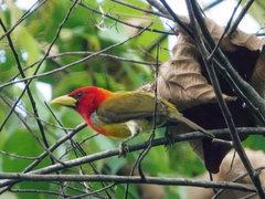 Scarlet-Hooded Barbet photo 1