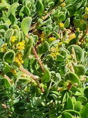 Tetragonia decumbens
