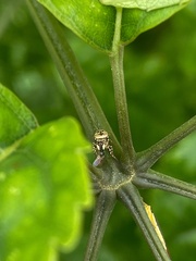 Heliophanus