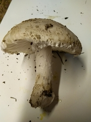 Amanita strobiliformis