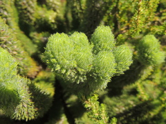 Aspalathus alopecurus