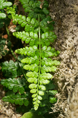 Asplenium obovatum