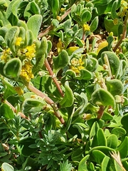 Tetragonia decumbens