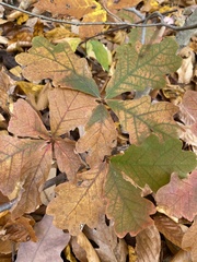 Quercus