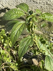 Acalypha australis