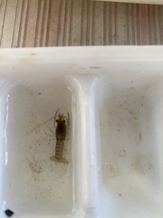 Faxonius virilis