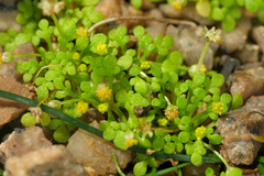 Nananthea perpusilla