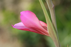 Gladiolus dubius