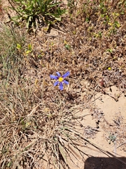 Calydorea xiphioides