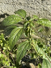 Acalypha australis