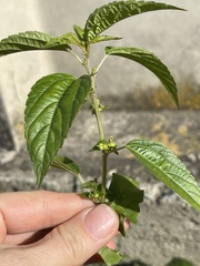 Acalypha australis