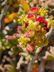 Tetragonia fruticosa
