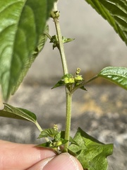 Acalypha australis