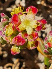 Tetragonia fruticosa