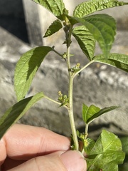 Acalypha australis