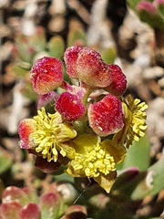 Tetragonia fruticosa