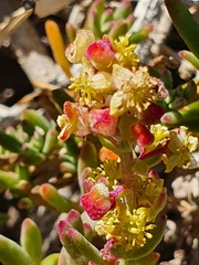 Tetragonia fruticosa