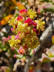 Tetragonia fruticosa