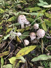Chlorophyllum rhacodes