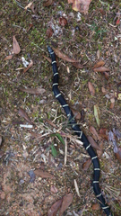 Lampropeltis getula