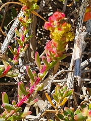 Tetragonia fruticosa