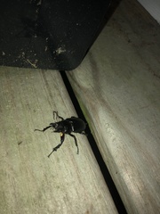 Lucanus placidus