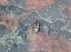 Nysius