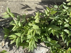 Ulmus pumila