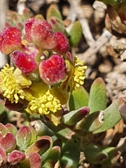Tetragonia fruticosa