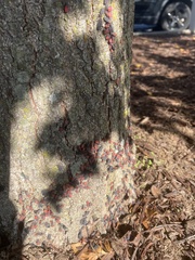 Jadera haematoloma
