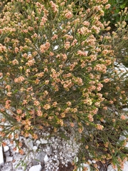 Passerina corymbosa
