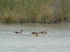 Alopochen aegyptiaca