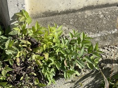 Ulmus pumila