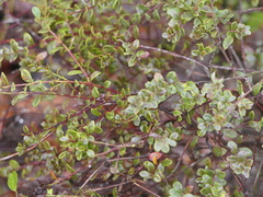 Vaccinium darrowii