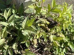 Ulmus pumila