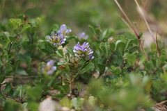 Psoralea bracteolata