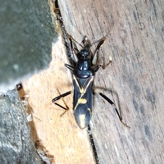 Rasahus sulcicollis