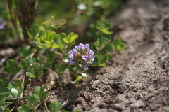 Psoralea bracteolata