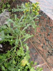 Puccinia lagenophorae