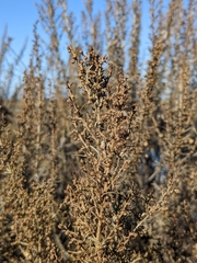 Artemisia californica