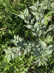 Ulmus pumila