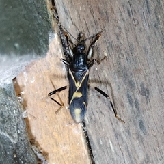 Rasahus sulcicollis